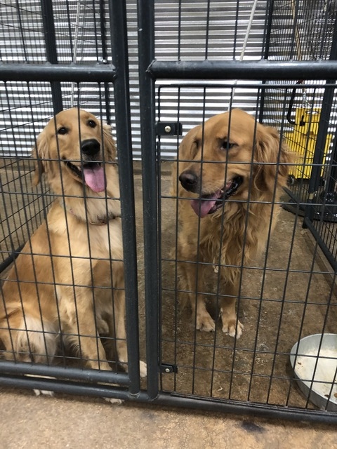 Henry and Elsie