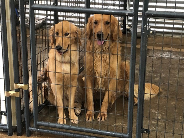 Henry and Elsie