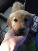 Elsie of Piney Creek (Elsie)