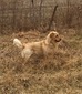 Peterson's Toby (Toby)